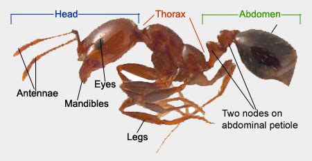 description of fire ants